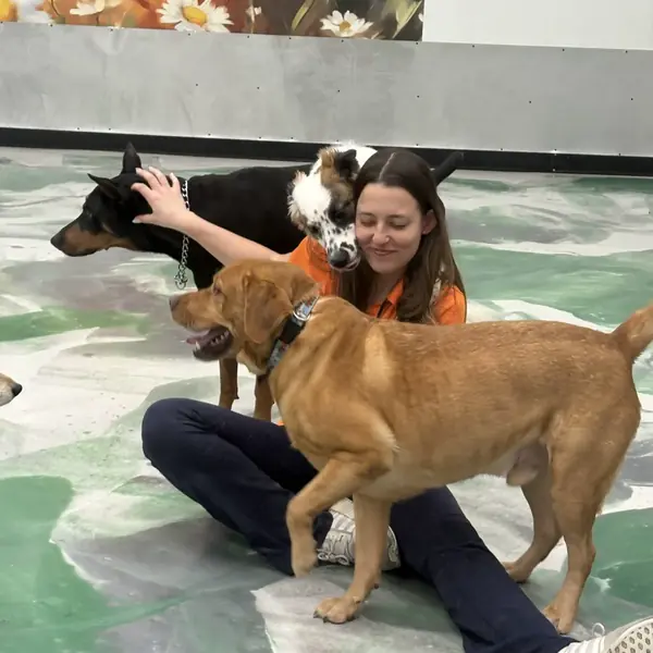 Pups socializing at K9 Rox Club daycare